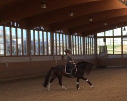 dressage horse Diva l'amour (Hanoverian, 2011, from Dannebrog)