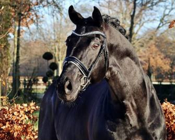 stallion Faustinus (Oldenburg, 2002, from Fürst Heinrich)