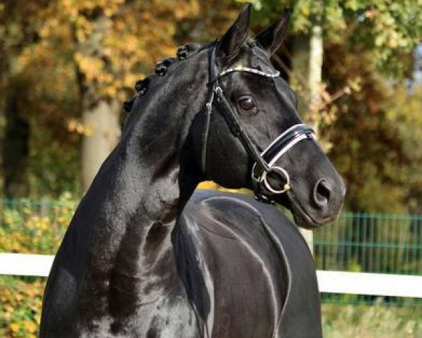 dressage horse Destano (Hanoverian, 2007, from Desperados 11)