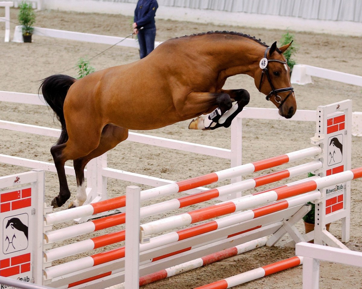 stallion DAKATO (Hanoverian, 2014, from Diarado)