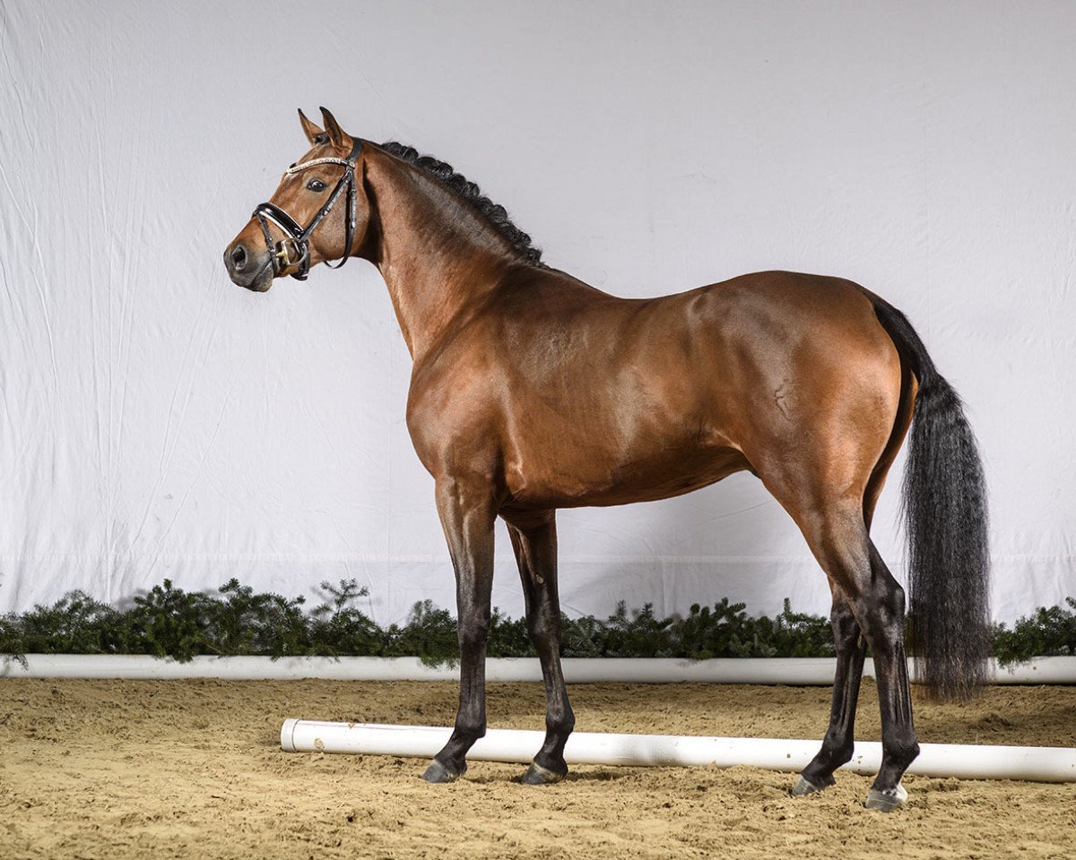 stallion D-Power AT (German Riding Pony, 2014, from Dance Star AT NRW)
