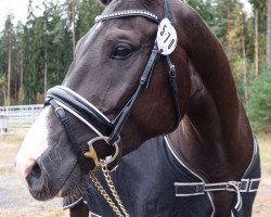 broodmare Arogna (Finnish Warmblood, 2013, from Payano 159 FIN)