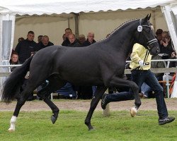 stallion Fernandell Ms (Hanoverian, 2013, from For Compliment)