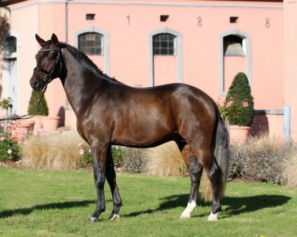 Deckhengst FS New Look (Deutsches Reitpony, 2014, von Fs Numero Uno)