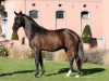 stallion FS New Look (German Riding Pony, 2014, from Fs Numero Uno)