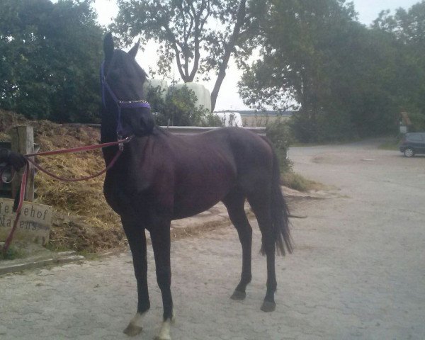 dressage horse Samu (German Warmblood, 2013, from Soulmate)