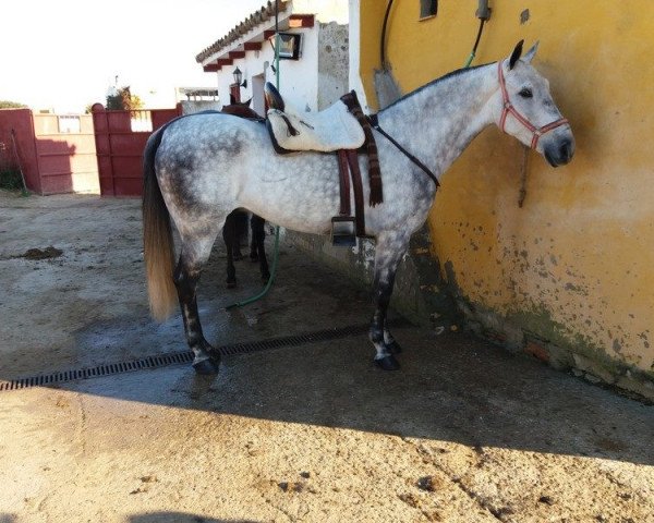Pferd CARINO (Pura Raza Espanola (PRE), 2010)