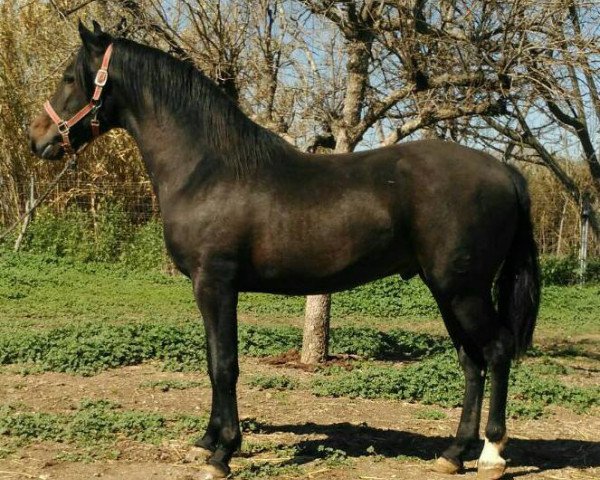 Pferd DON ANTOLOGICO IV (Pura Raza Espanola (PRE), 2014)