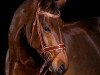 jumper Largo Peba (Oldenburg show jumper, 2008, from Lancado)