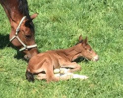 broodmare Lady 1763 (Westphalian, 2001, from Lanciano)