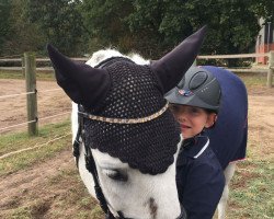 dressage horse Geronimo (Pony without race description, 2000)