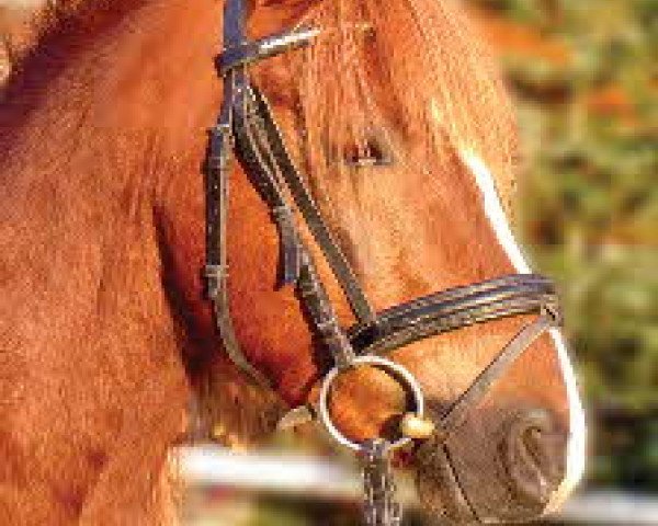 stallion Sydney (Welsh-Pony (Section B), 2000, from Schwalmprinz)