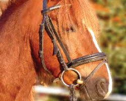 stallion Sydney (Welsh-Pony (Section B), 2000, from Schwalmprinz)