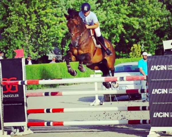 horse Fernand van het Kouterhof (Belgian Warmblood, 2005, from Puccini)