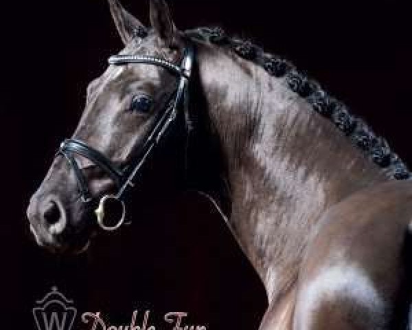 stallion Double Fun (Westphalian, 2013, from Diacasall)