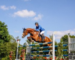 stallion Cadmo van de Pluum (KWPN (Royal Dutch Sporthorse), 2007, from Ultimo)