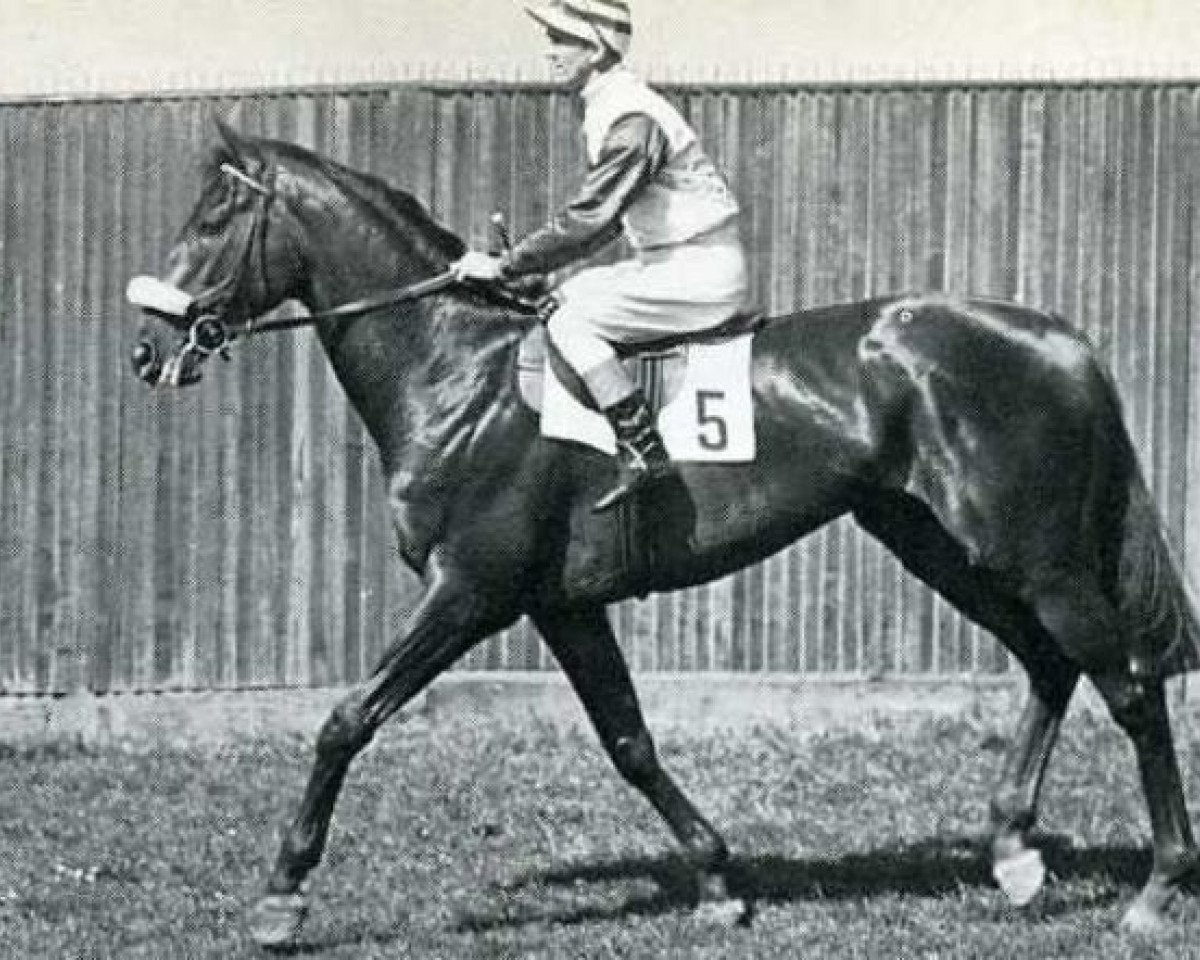 stallion Agricola xx (Thoroughbred, 1956, from Precipitation xx)