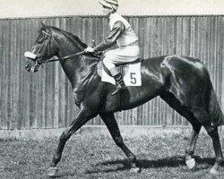 stallion Agricola xx (Thoroughbred, 1956, from Precipitation xx)