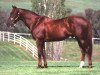 stallion Luskin Star xx (Thoroughbred, 1974, from Kaoru Star xx)