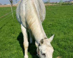 broodmare Romantika (Oldenburg, 1994, from Donnerhall)