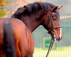 stallion Bartlgut's Navarro (Holsteiner, 1995, from Lucky Lionell)