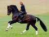 stallion Bartlgut's Harvard (Austrian Warmblood, 1999, from Hohenstein I)