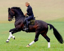 dressage horse Bartlgut's Harvard (Austrian Warmblood, 1999, from Hohenstein I)