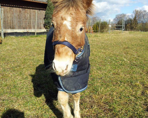 Pferd Charly (Nederlands Mini Paarden, 2012)
