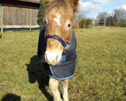 horse Charly (Nederlands Mini Paarden, 2012)