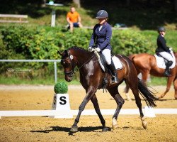 dressage horse Ferdinand 343 (Westphalian, 2017, from Fürstenball)