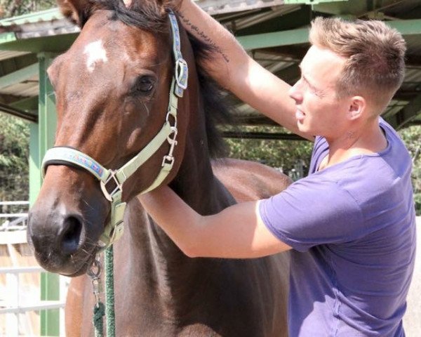 broodmare Brentana T (Hanoverian, 1991, from Brentano II)