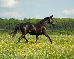 horse Ragazza (German Warmblood, 1999, from Rodgau)