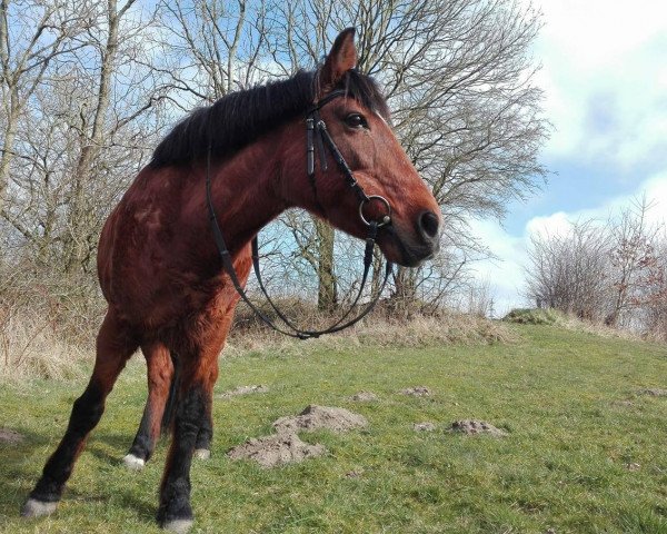 dressage horse Sunny 879 (unknown, 1995)