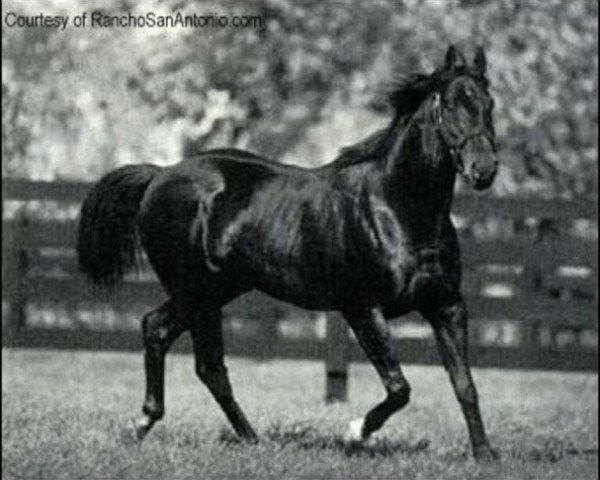 stallion I'm Glad xx (Thoroughbred, 1978, from Liloy xx)