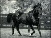 stallion I'm Glad xx (Thoroughbred, 1978, from Liloy xx)