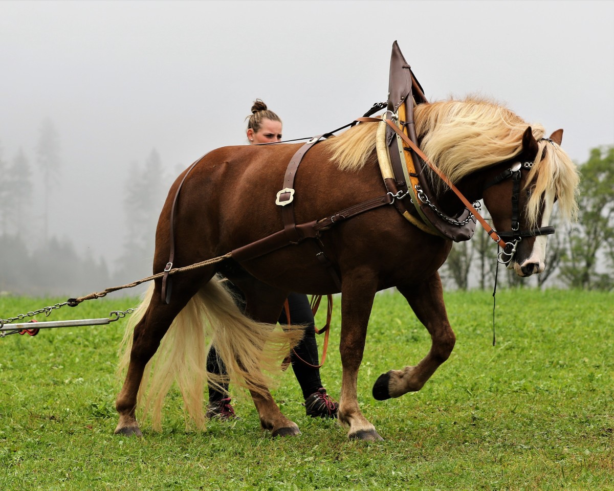 Zuchtstute Feine Rosenfee (Schwarzwälder Kaltblut, 2018, von Roter Milan)
