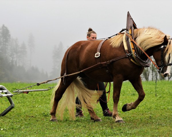 broodmare Feine Rosenfee (Black Forest Horse, 2018, from Roter Milan)