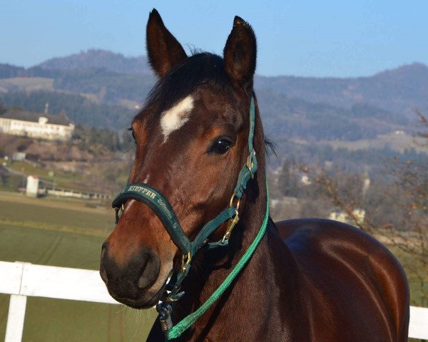 Zuchtstute Felina (Österreichisches Warmblut, 2009, von Weltglanz)