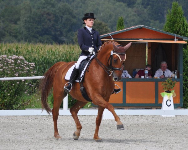 dressage horse Willifox (Hanoverian, 2005, from Weltbogen)