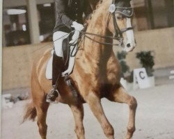 dressage horse Lacapo 12 (Oldenburg, 2009, from Laureano)