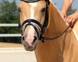 Deckhengst Créme Caramel L (Deutsches Reitpony, 2013, von Caramel FH WE)