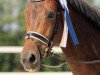 dressage horse Viva Benita L (Oldenburg, 2012, from Vivaldi)