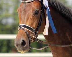 dressage horse Viva Benita L (Oldenburg, 2012, from Vivaldi)