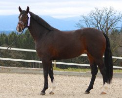 dressage horse Diamonds On Her Soles (Oldenburg, 2013, from Daily Deal)