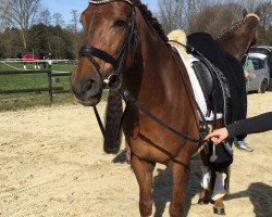 dressage horse Faible (Rheinländer, 2009, from Fürst Piccolo)