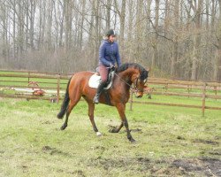 broodmare Lindsay (Westphalian,  , from Lord Loxley I)