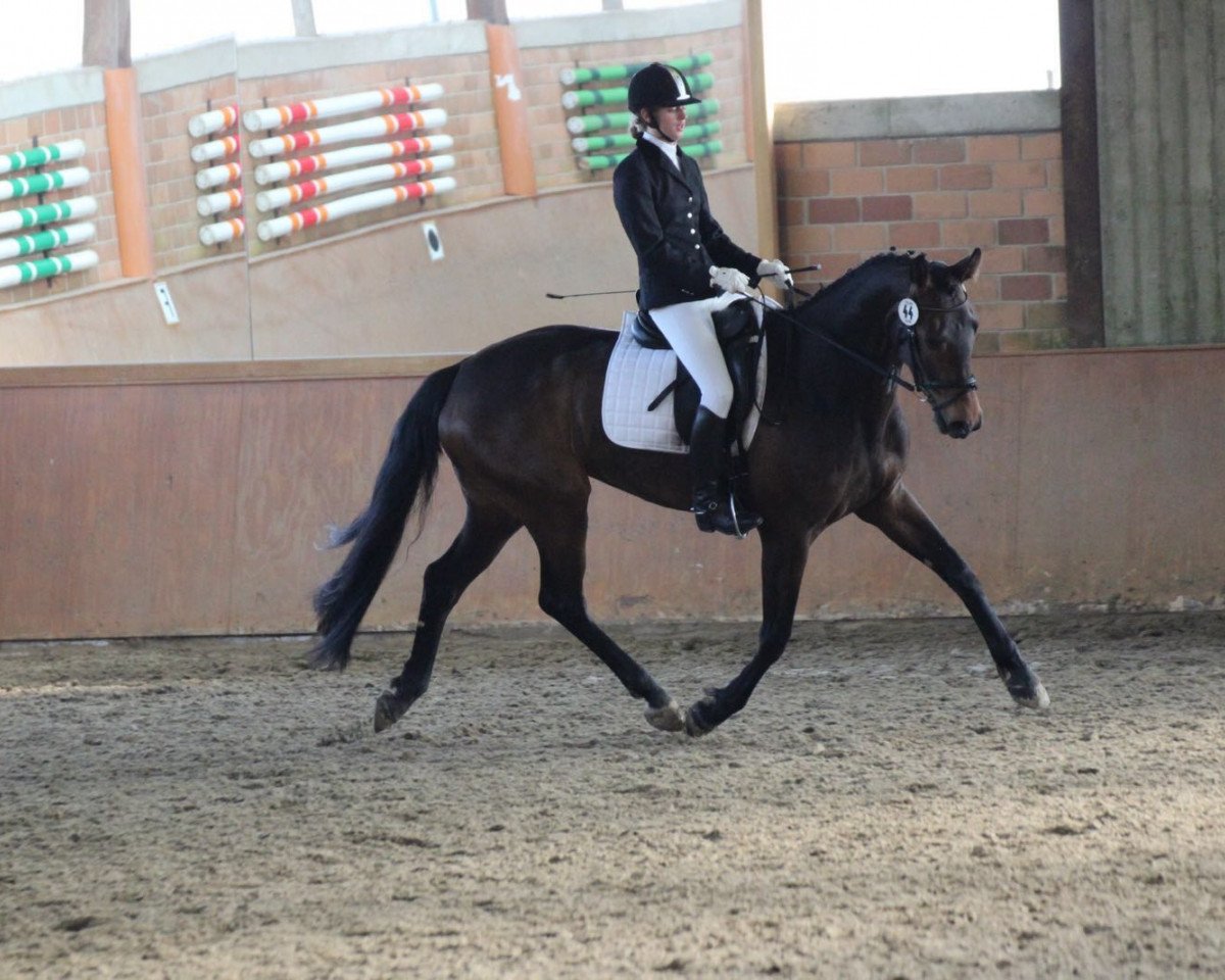 dressage horse Baltica 10 (Westphalian, 2011, from Bravissimo)