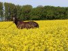 dressage horse Dominus 54 (Westphalian, 2000, from Delphi)