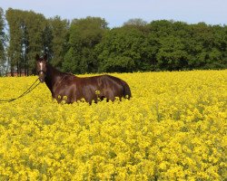 dressage horse Dominus 54 (Westphalian, 2000, from Delphi)