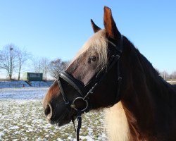 jumper Silwa 5 (Black Forest Horse, 2009, from LVV Modem)